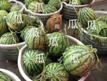 吃瓜娱乐头像,揭秘吃瓜娱乐头像背后的趣味世界