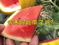 娱乐吃瓜名字大全,揭秘那些令人捧腹的“吃瓜”名字背后的故事